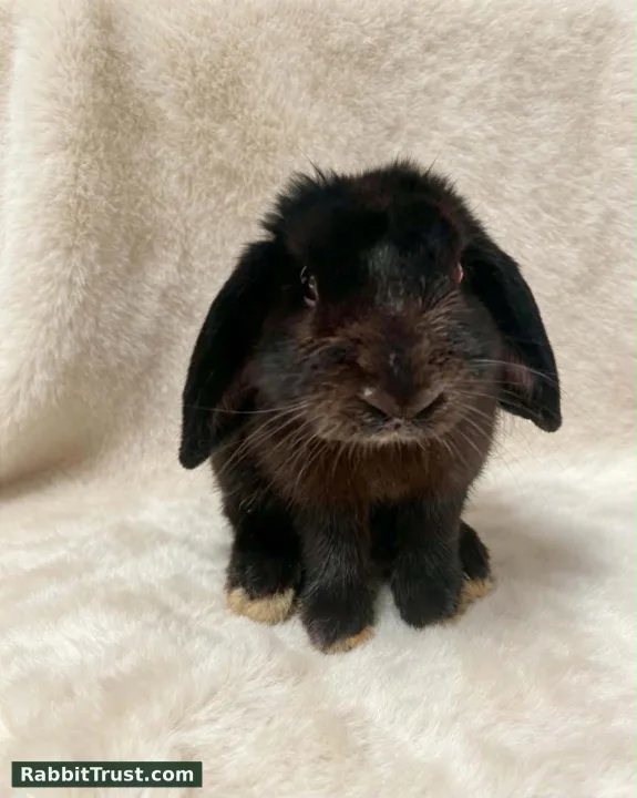 Pet Type Holland Lop