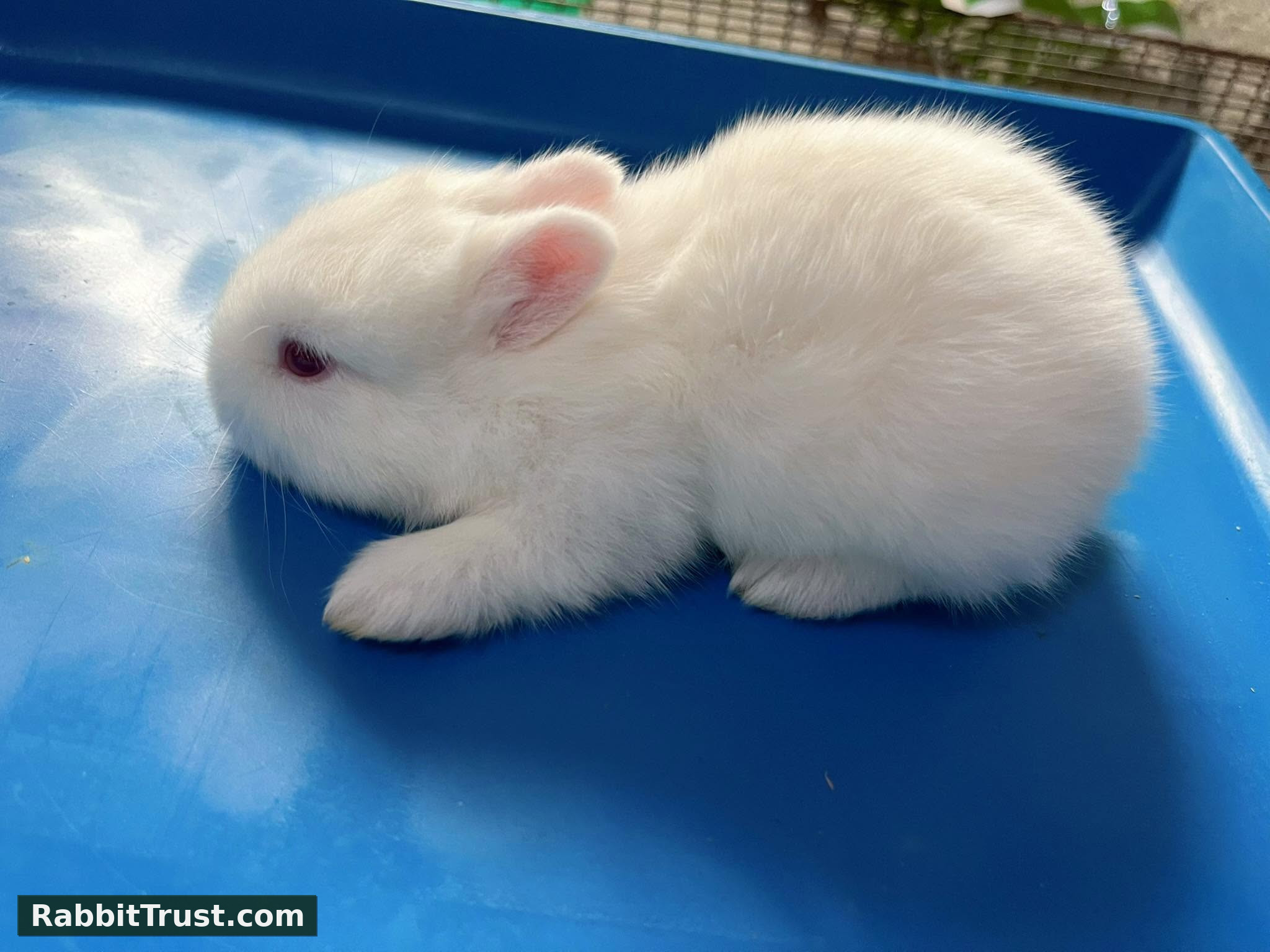 Rabbit photo 2