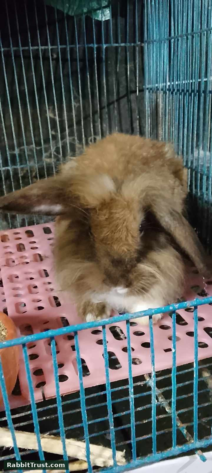 Holland lop Brown doe available
